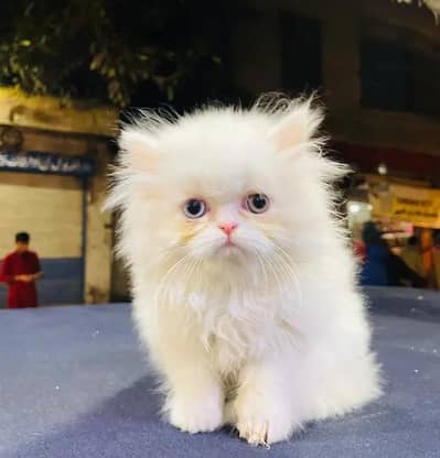 (Persian female kitten) (for sale all) (Pakistan delivery available)