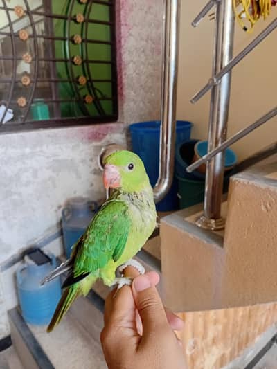 Parrot chick