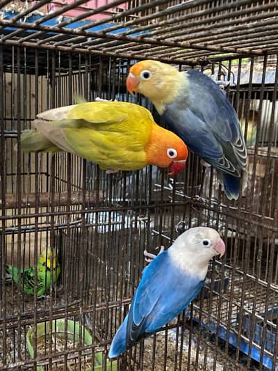 love birds for sale