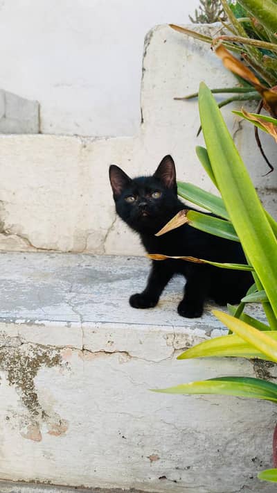 kittens