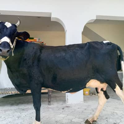 9th month pragnent cow. . . 20 sa 25 din ma deleviry krni h cow na. . . 1