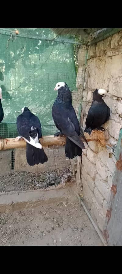 pigeon