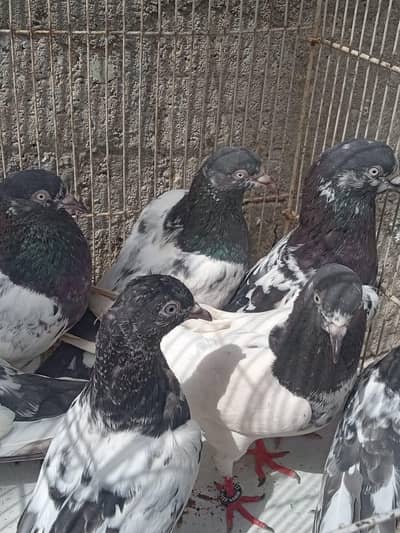 Teddy kalsira Rampure pattay for sell