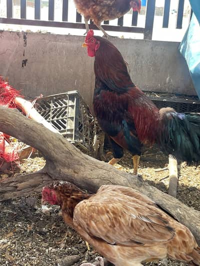 Desi hens available