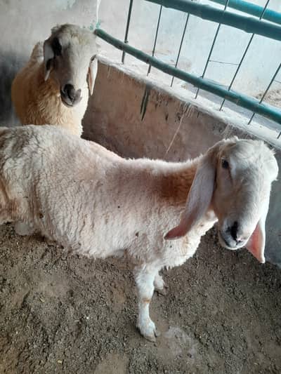 butifull sheep  sadi beya key ley