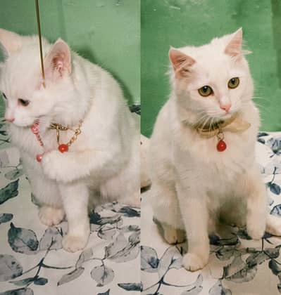 Beautiful Persian Cat – Litter Trained & Playful