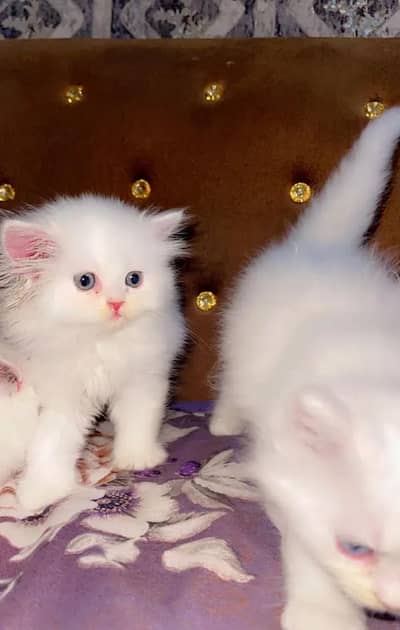 (Persian female kitten) (for sale all) (Pakistan delivery available)