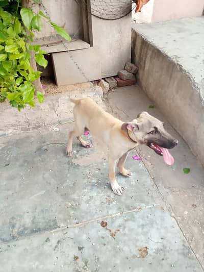 beautiful dog alsosion & goltair mix