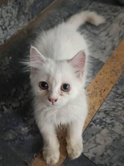 Persian cats