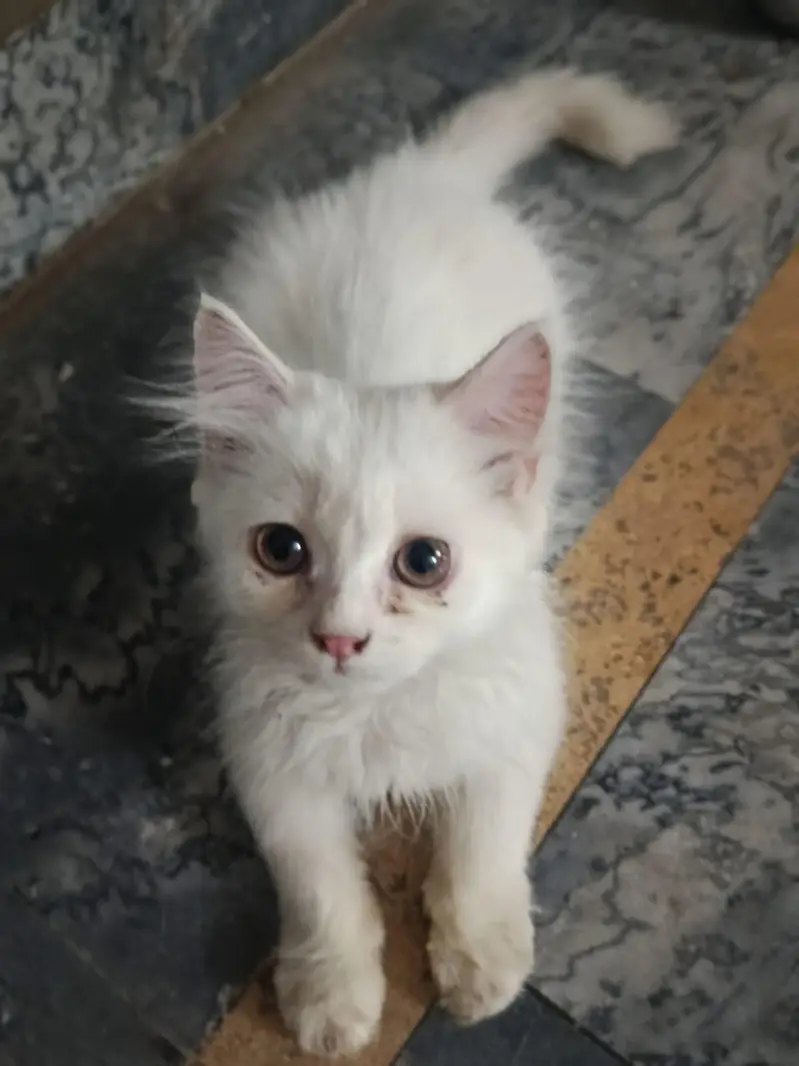Persian cats