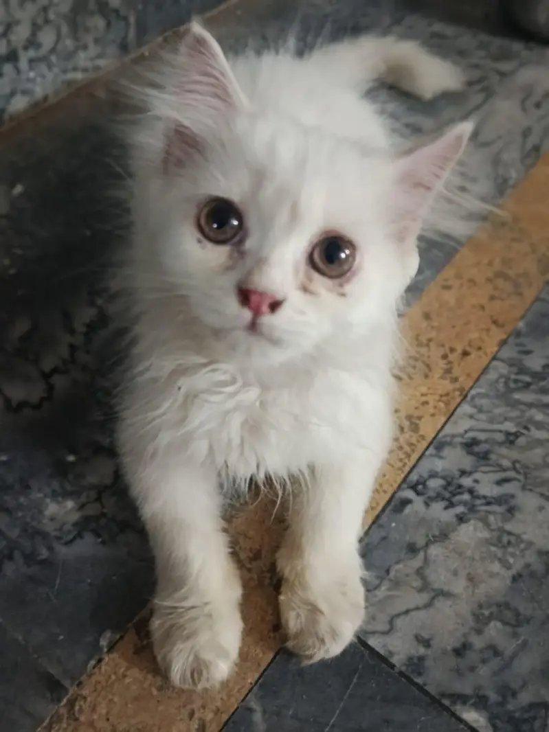 Persian cats — photo 2