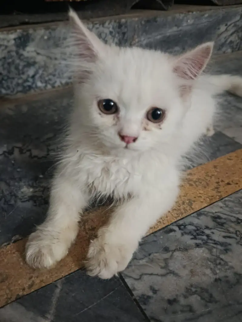 Persian cats — photo 3