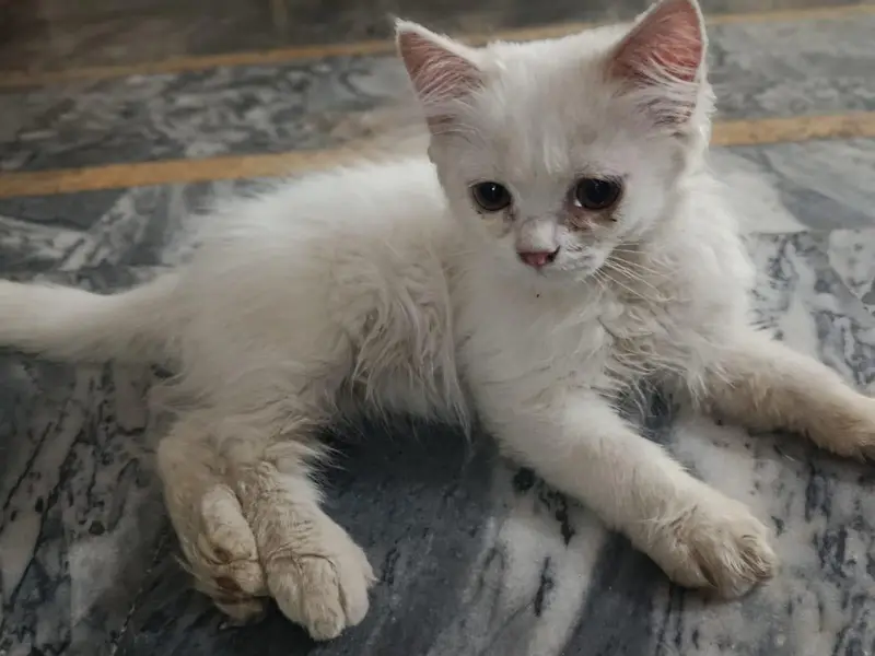 Persian cats — photo 4