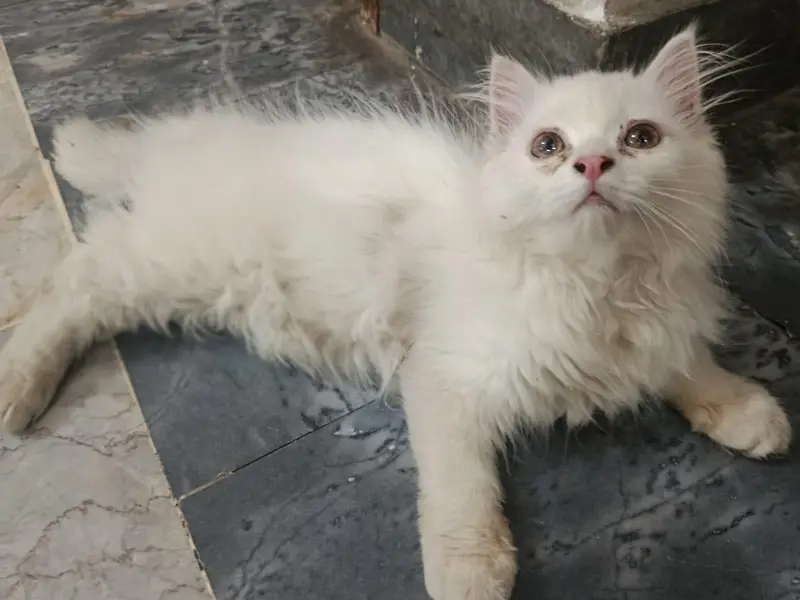 Persian cats — photo 5