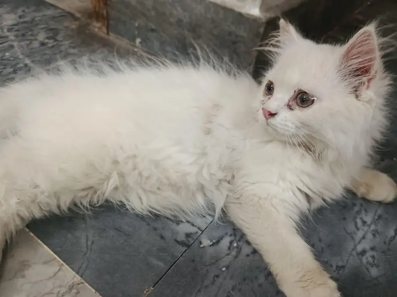 Persian cats — photo 6
