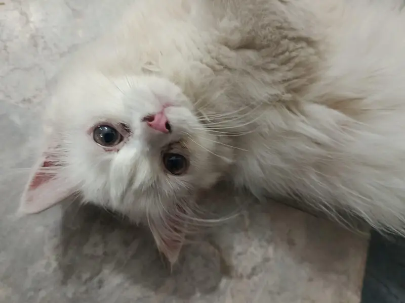 Persian cats — photo 7