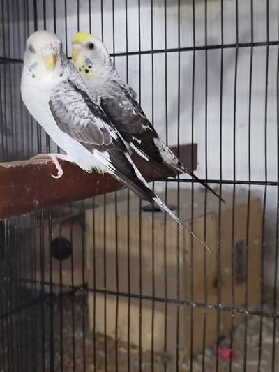 grey blackwing 3 females Available