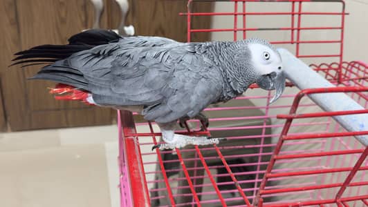 African grey parrot