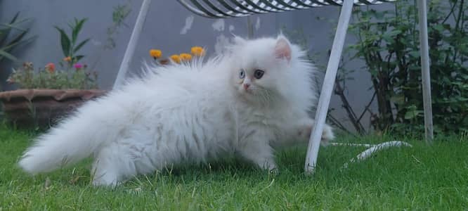 Persian Tripple Coated kitten for Sale