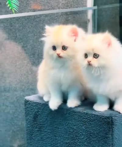 (Persian female kitten) (for sale all) (Pakistan delivery available)