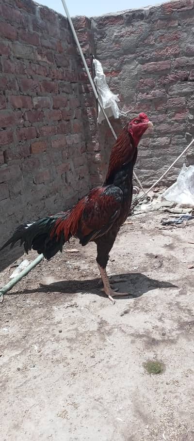 top quality Aseel male