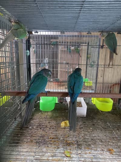 Blue turquoise ×blue cinomen conure pairs available