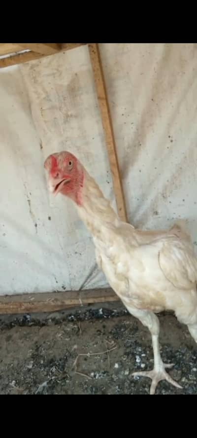 paper white Heera Aseel female