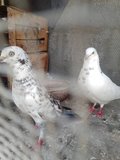 2 pair healthy and active all good condition