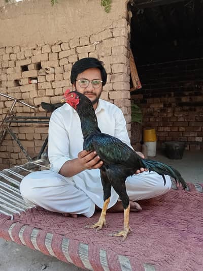 what's app number 03160768427