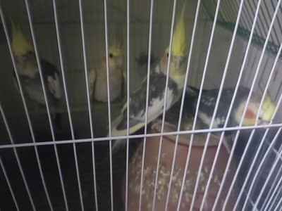 4 cockatiels healthy and active