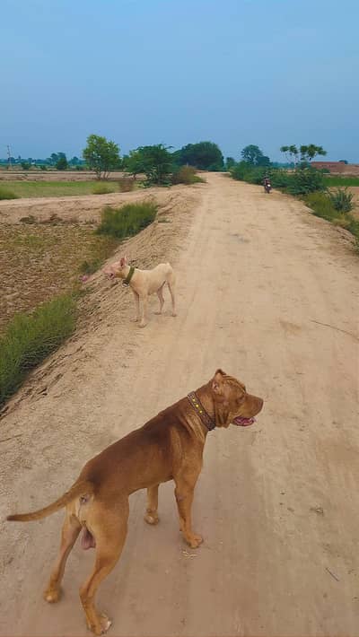 pitbull Male for sale