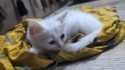 double coted percian male cat