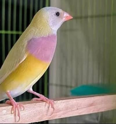 Gouldian female spilt blue jumbo size