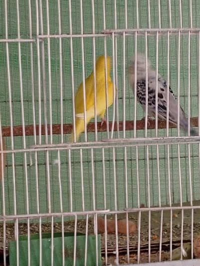 white tcb male and red eye female with 6 chicks