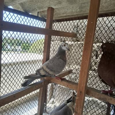 white bar kheri female young