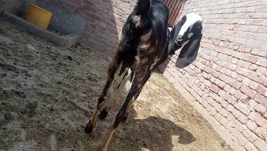 Mashallah Pure Foji Nasli. Bakri 1 kilo doodh dety ha 03150739125