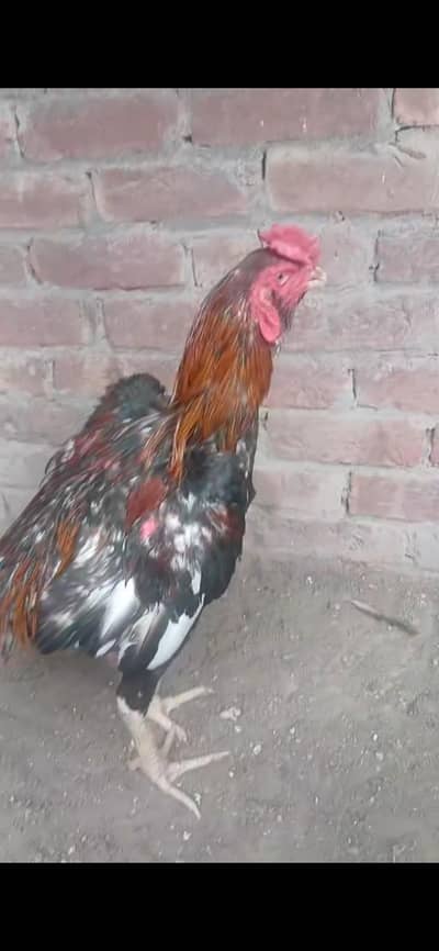 selling a hen
