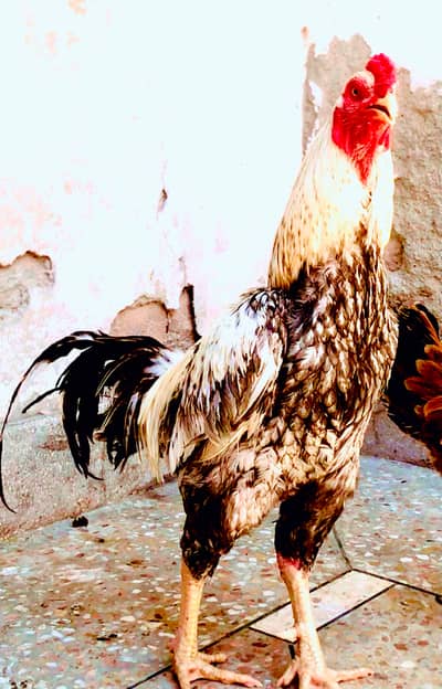 Aseel mianwali morgha  for sell