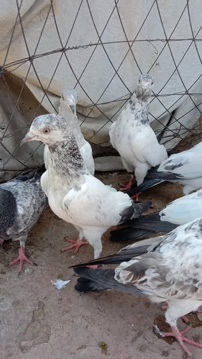 High flyer bachay urgent for sale