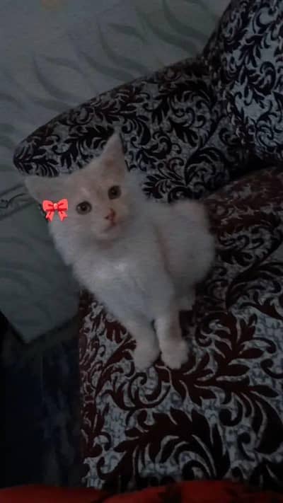 cat for