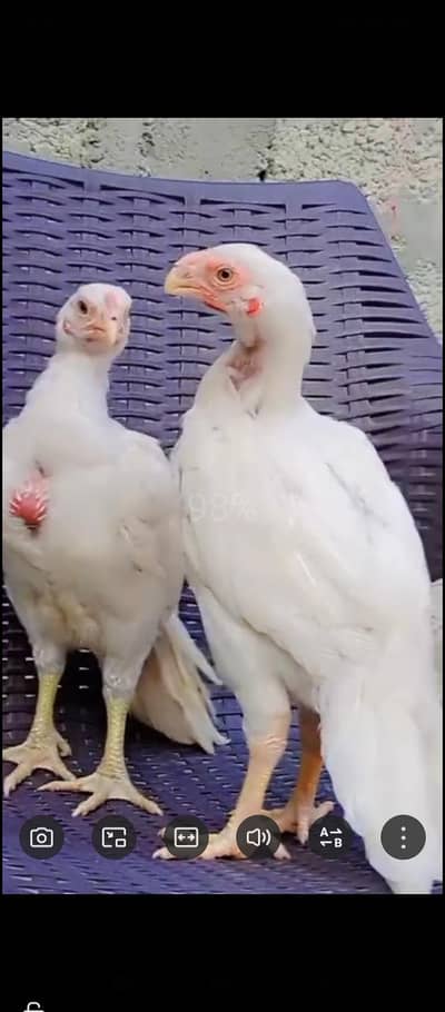 Parrot big. murga age 3month My WhatsAppO335/69/14/573