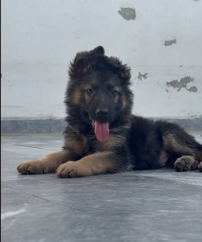 Non Pedigreed German Shepherd Show Class  |Imported Bloodline