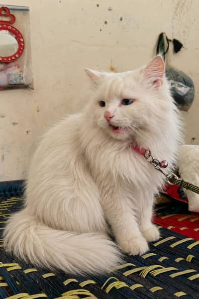 male cat Persian blue eyes white collar