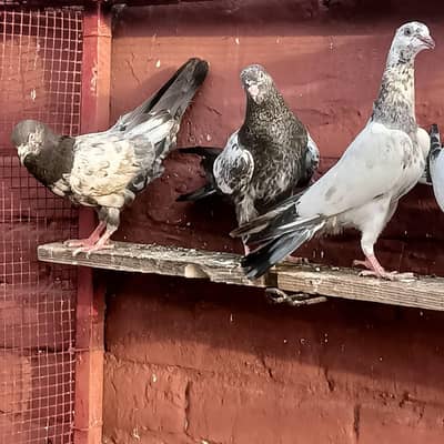 Baby pigeon for sale only 1200 pr