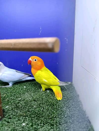 Lovebirds