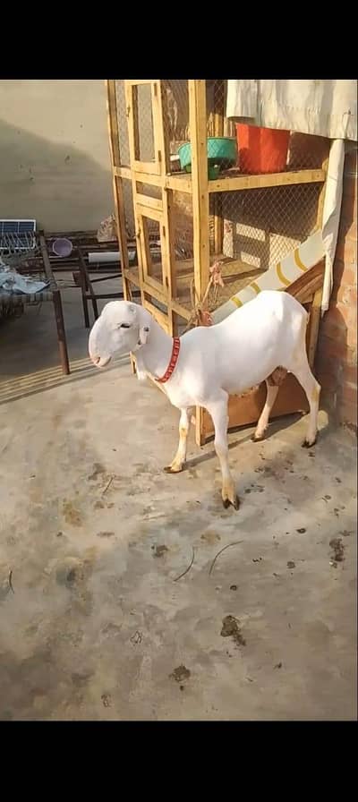 Mundara Chatra Kheera