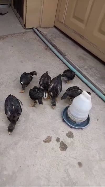 Aseel lasani chicks