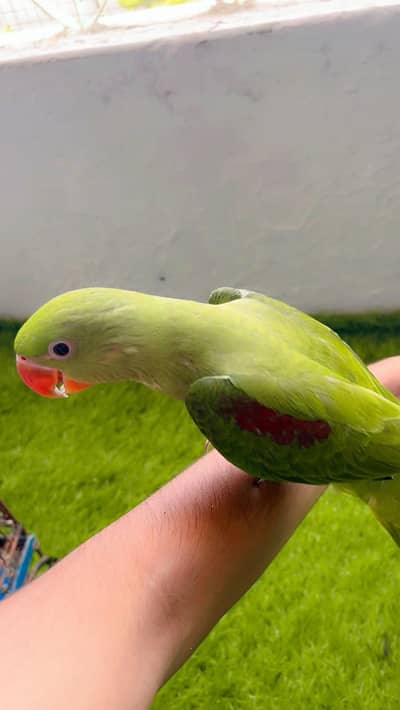 Raw parrot pahari tota hand tame