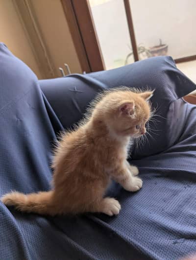 brown Persian kitten