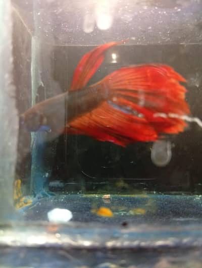 Betta breeder pair with free aquarium